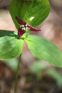 Trillium