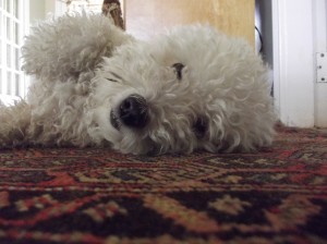 Buster the Office Dog