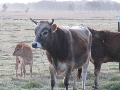 more that 2 cattle