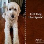 (Buster's Blog) Hot Dog – Hot Spots!