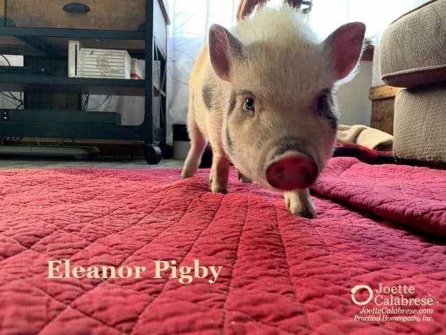 Eleanor the Pig, Joette Calabrese