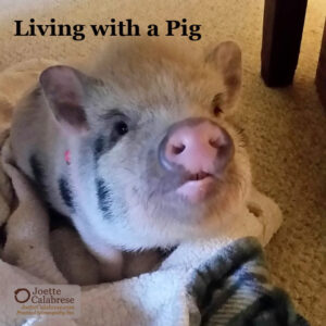 Living with a Pig - JoetteCalabrese.com