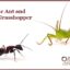 ant grasshopper
