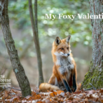 My Foxy Valentine