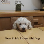 New Trick for an Old Dog (or Old Human)