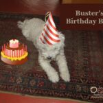 Buster’s Birthday Blog