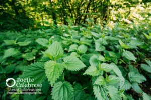 Joette Calabrese, Practical Homeopathy, Stinging Nettles