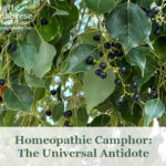 Homeopathic  <i>Camphor</i>: The Universal Antidote