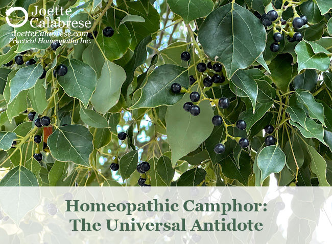 Joette Calabrese, Practical Homeopathy