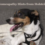 Homeopathy Hints from Holstein