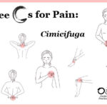 3 Cs for Pain, Part 2: <em>Cimicifuga</em>