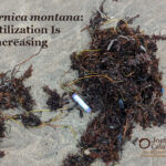 Powerful <i>Arnica montana</i>: Widespread Utilization of Our #1 Homeopathic Medicine Is Increasing