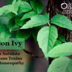 10. Poison Ivy: cómo antídoto antídoto toxinas venenosas con homeopatía
