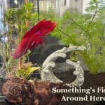 Something’s Fishy Around Here: Enhance Your Pet’s Health with Practical Homeopathy®