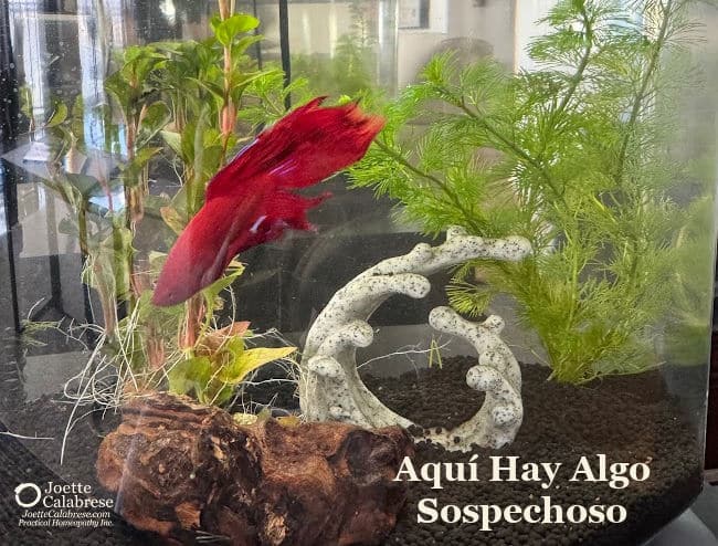 Joette Calabrese, Algo huele mal por aquí: Homeopatía práctica® para la salud de su mascota